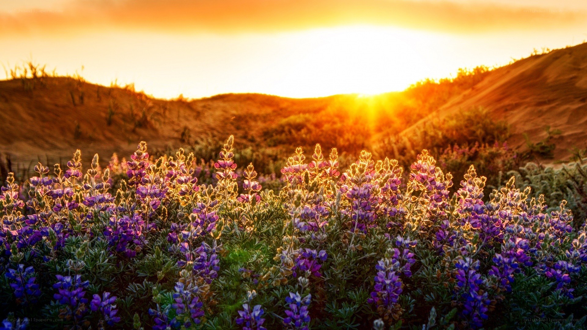 Sunset over purple flowers