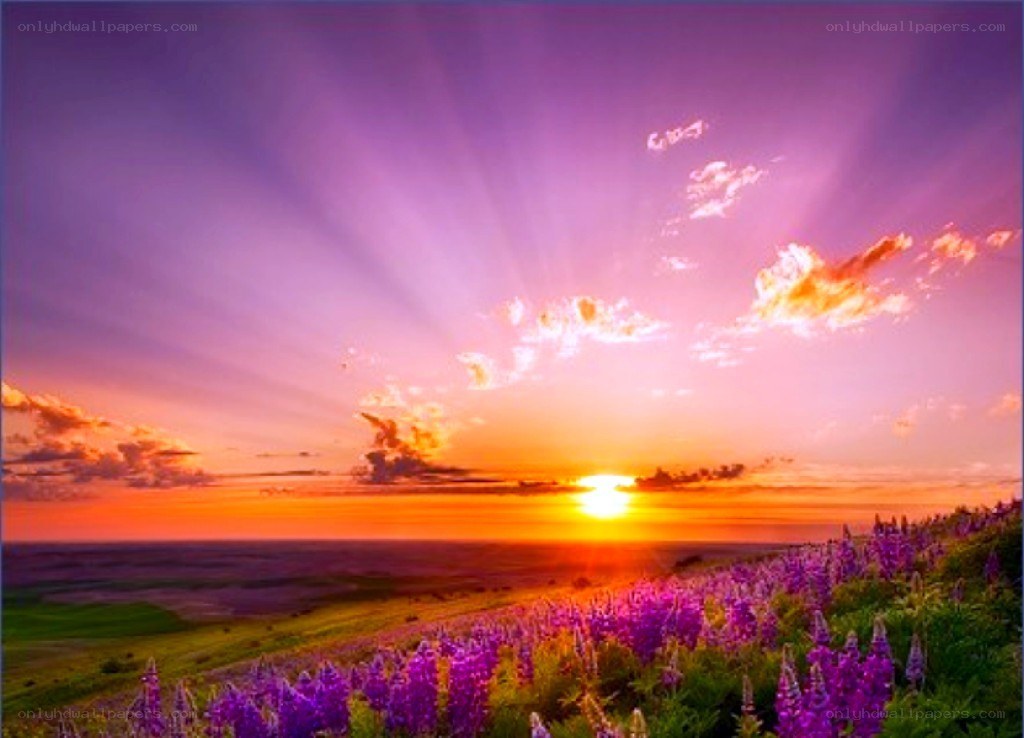 Sunset over purple flowers
