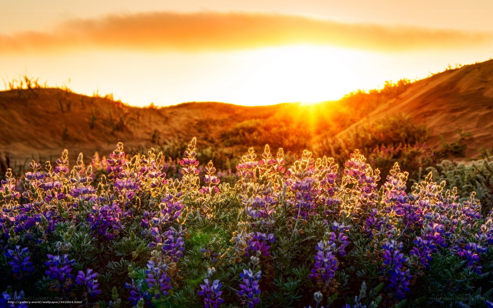 Sunset over purple flowers
