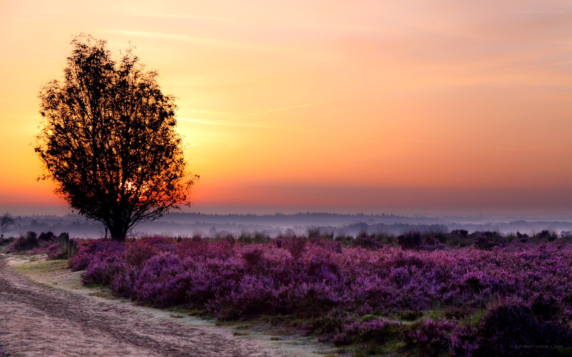 Sunset over purple heather field