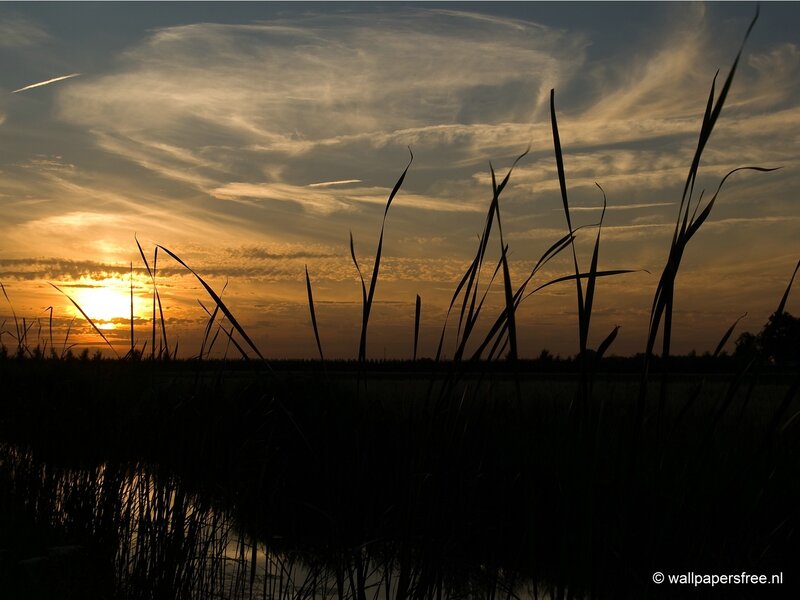 Sunset over reeds