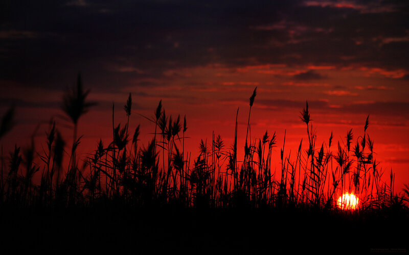 Sunset over reeds