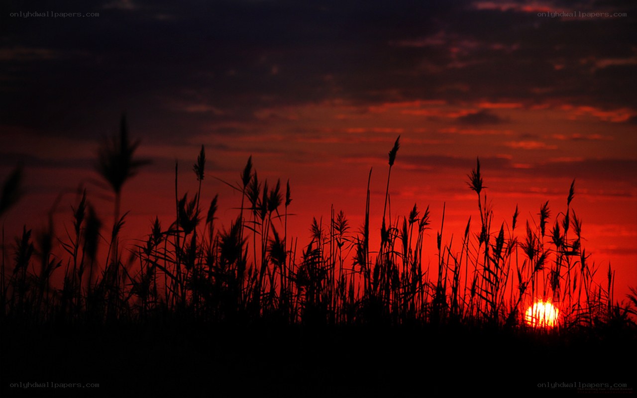 Sunset over reeds