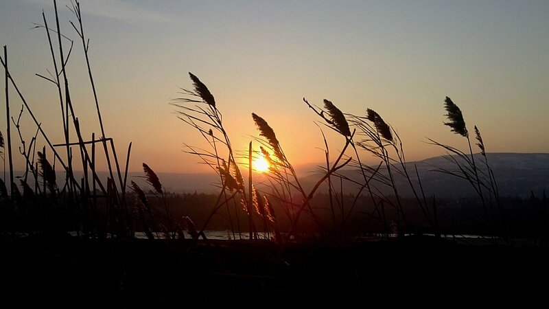 Sunset over reeds