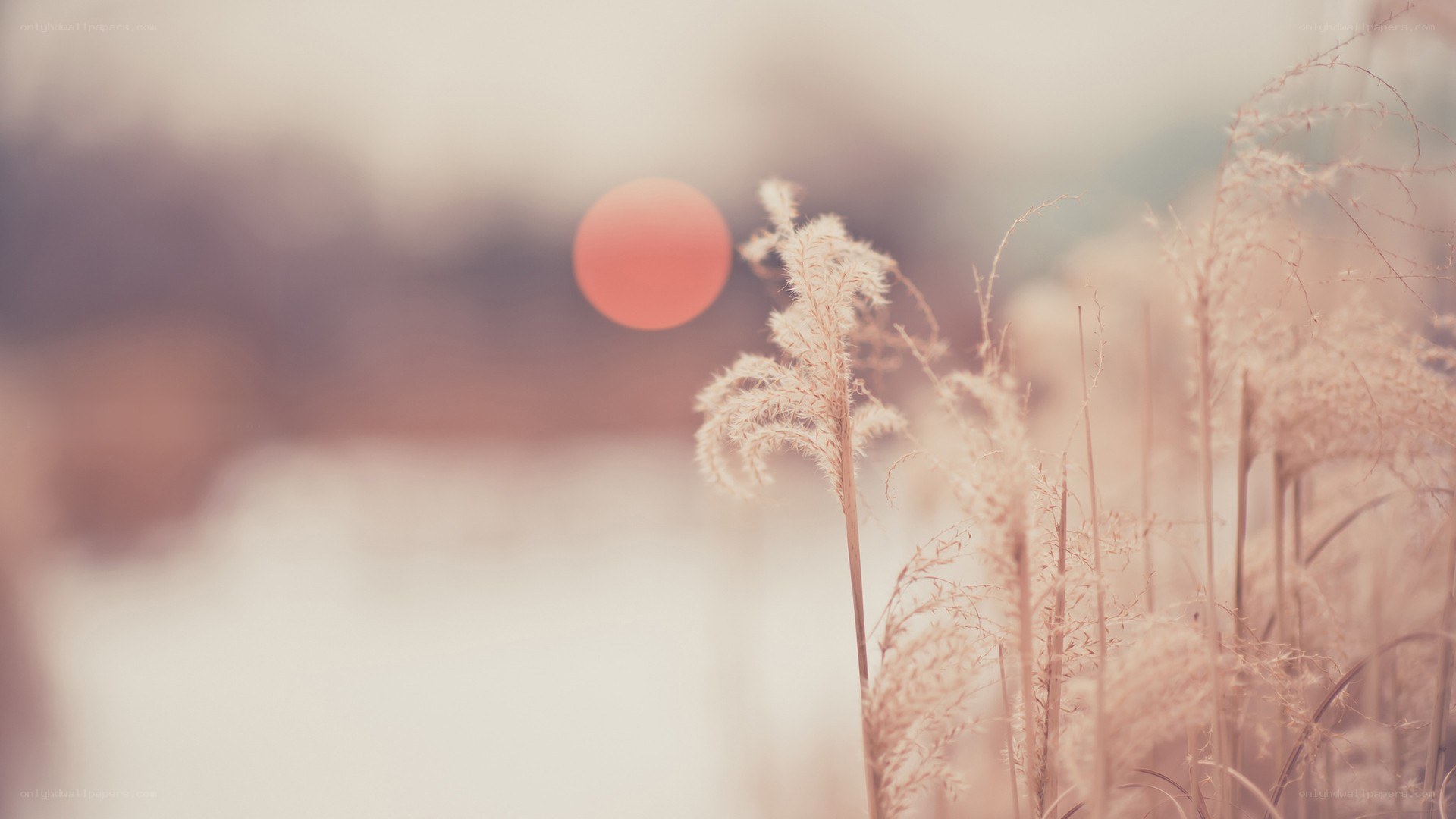 Sunset over reeds