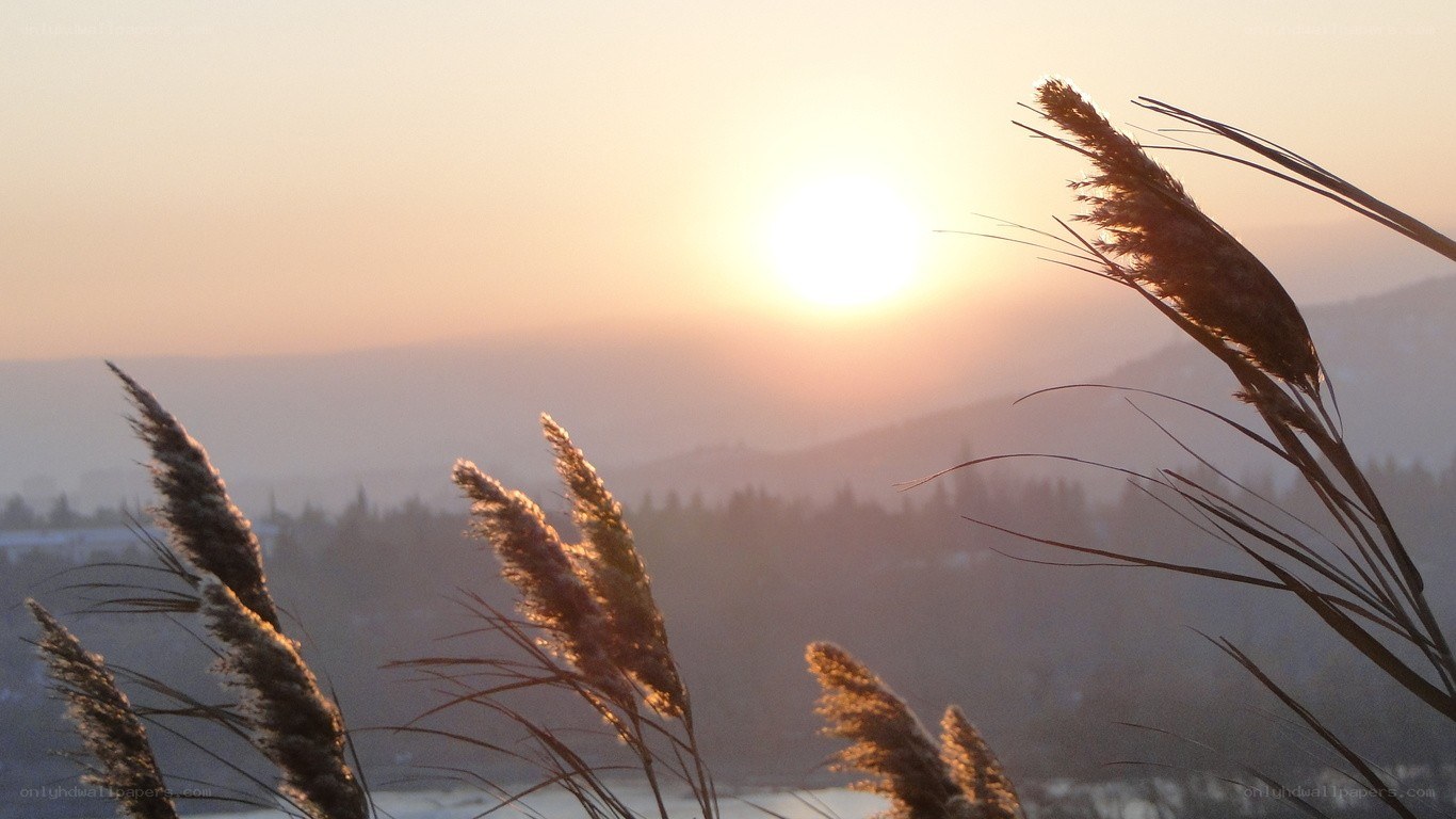 Sunset over reeds and hills