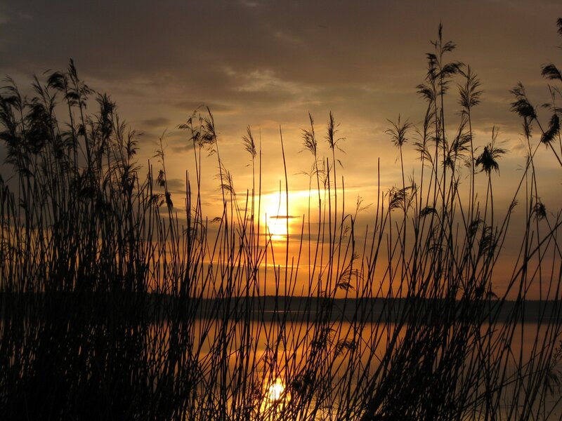 Sunset over reeds and lake