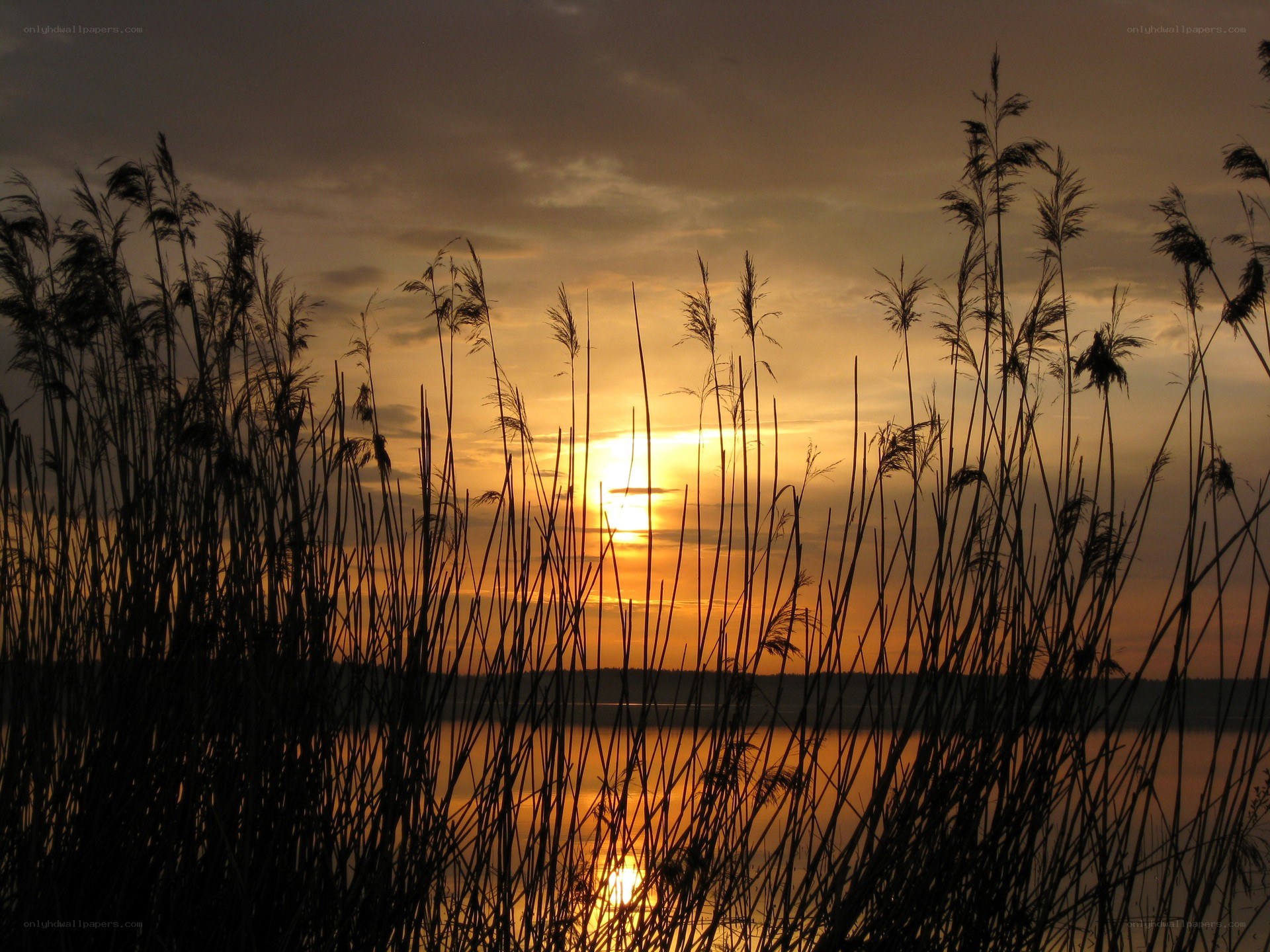 Sunset over reeds and lake