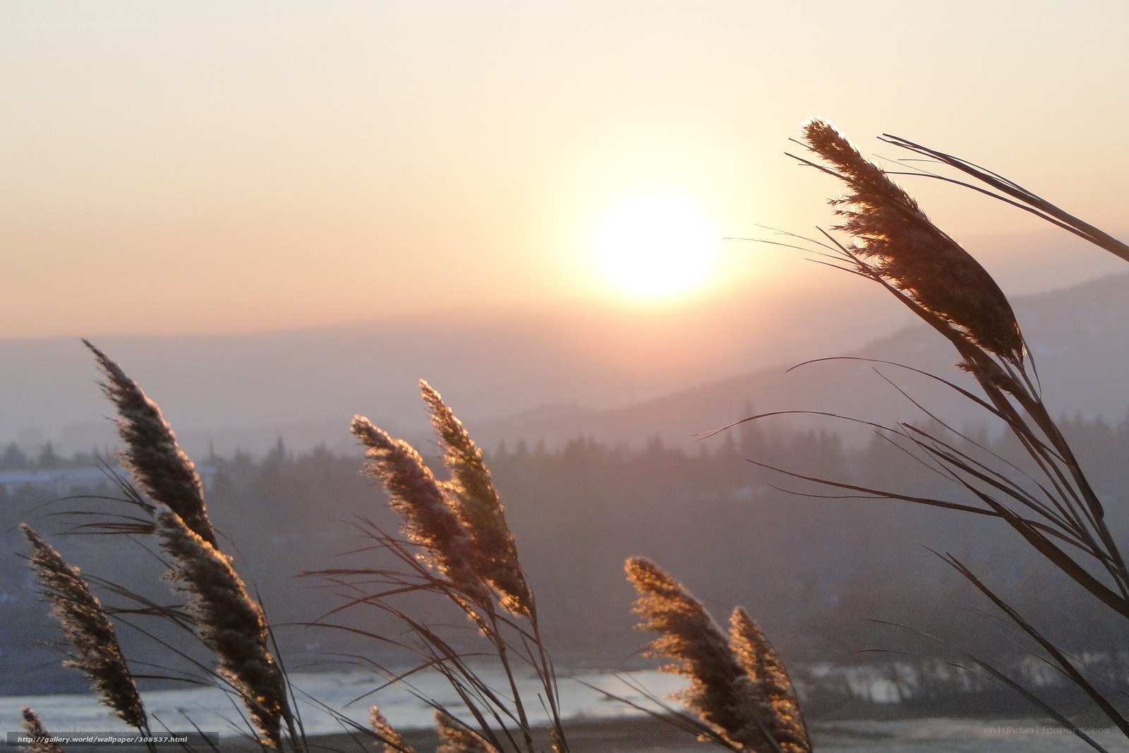 Sunset over reeds and mountains