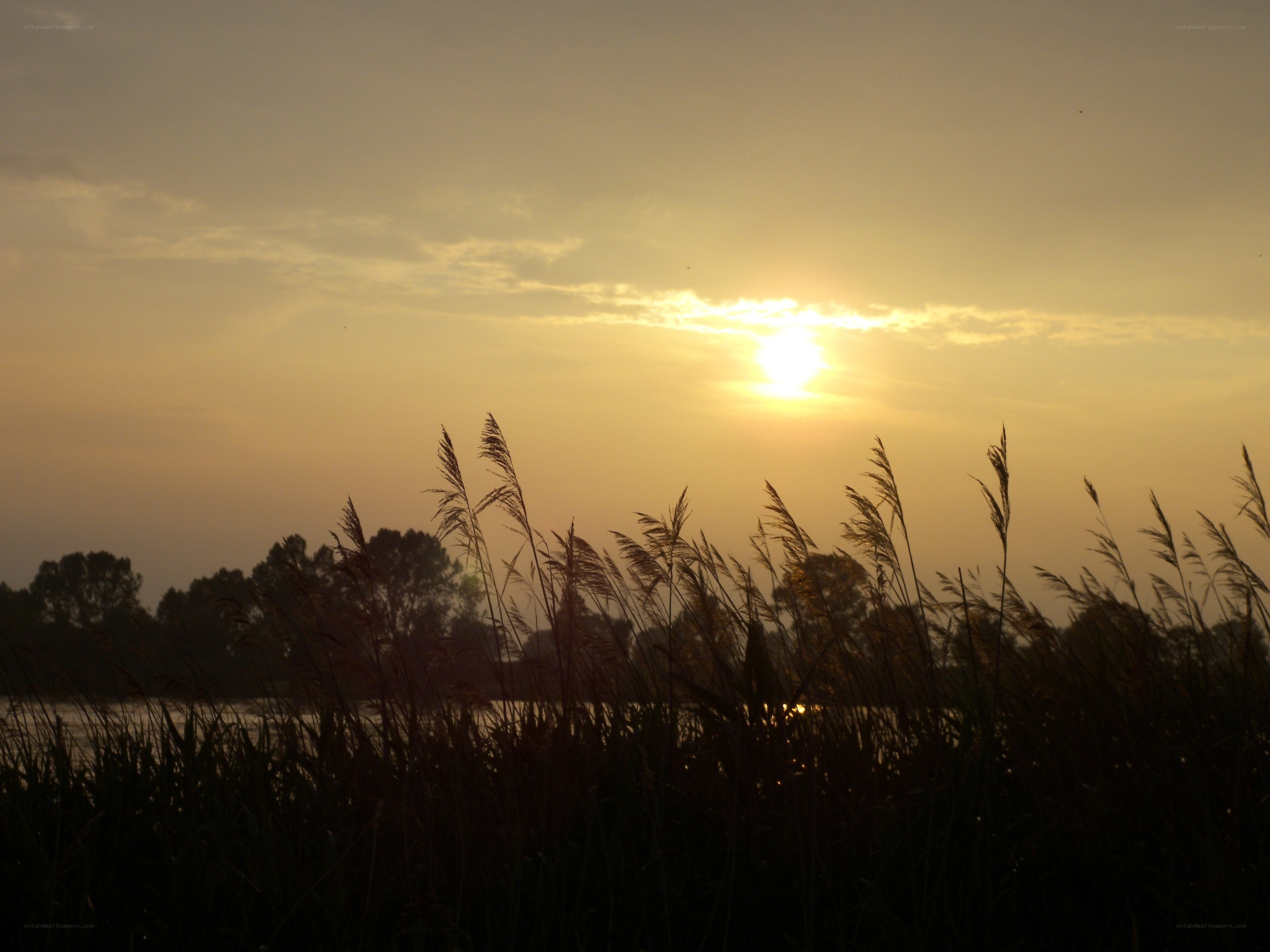 Sunset over reeds and water