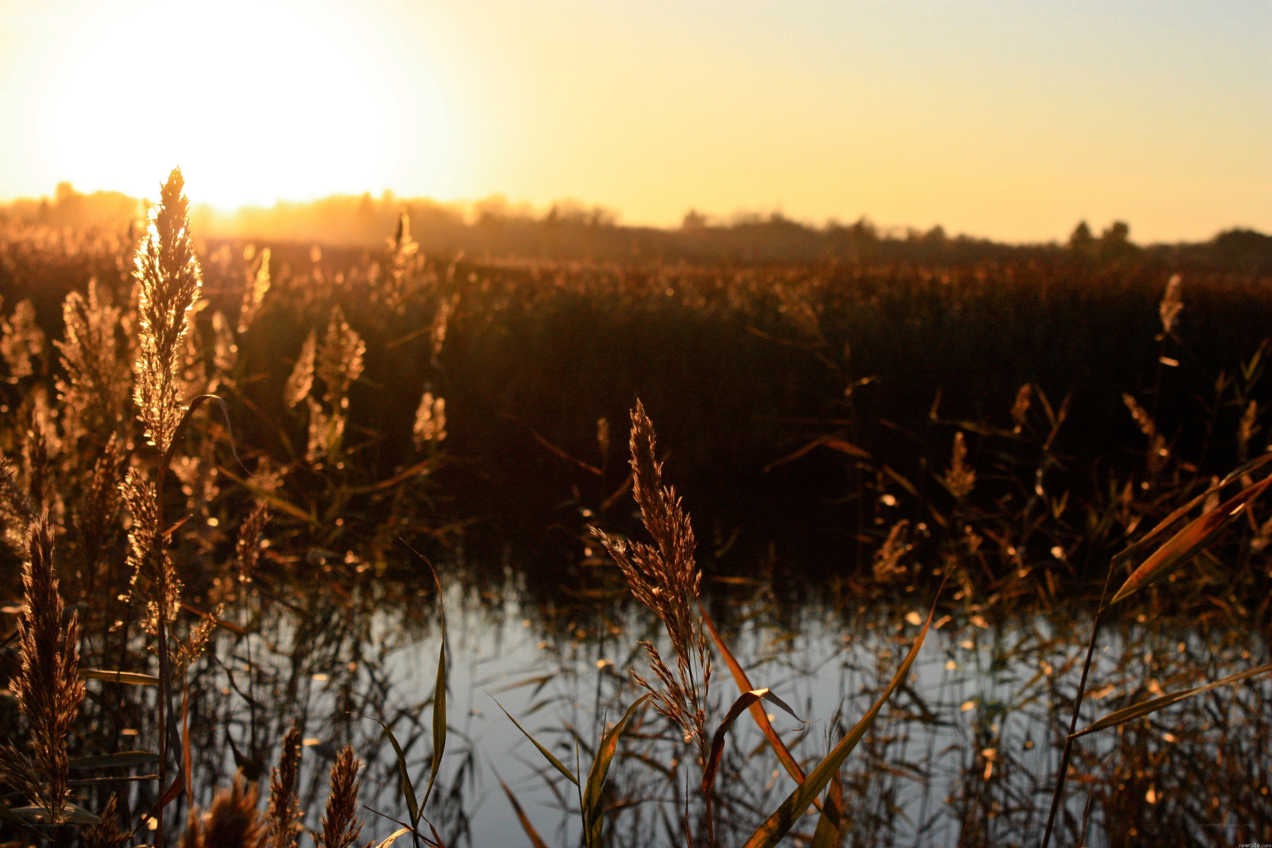 Sunset over reeds and water