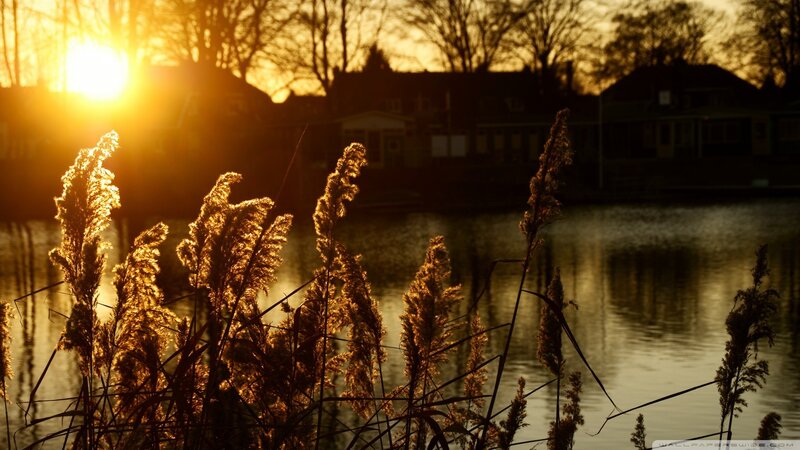Sunset over reeds by the water