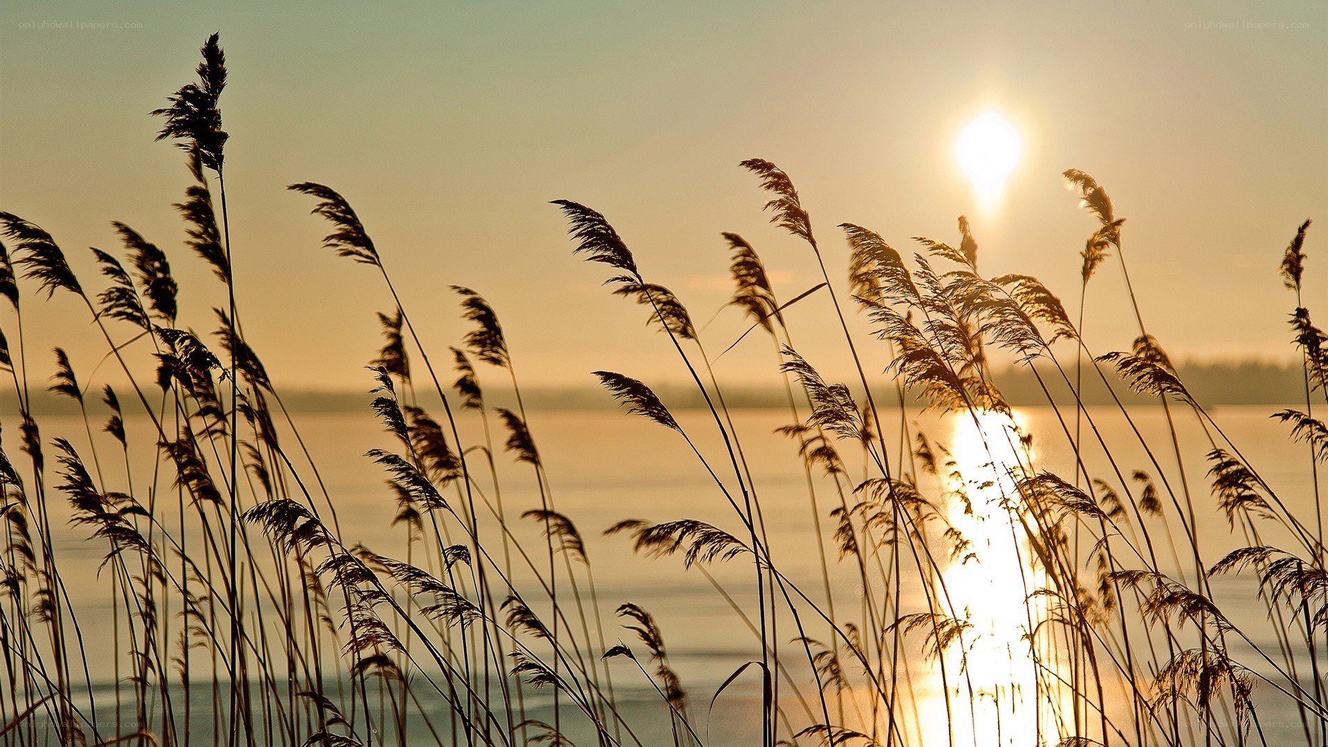 Sunset over reeds by the water