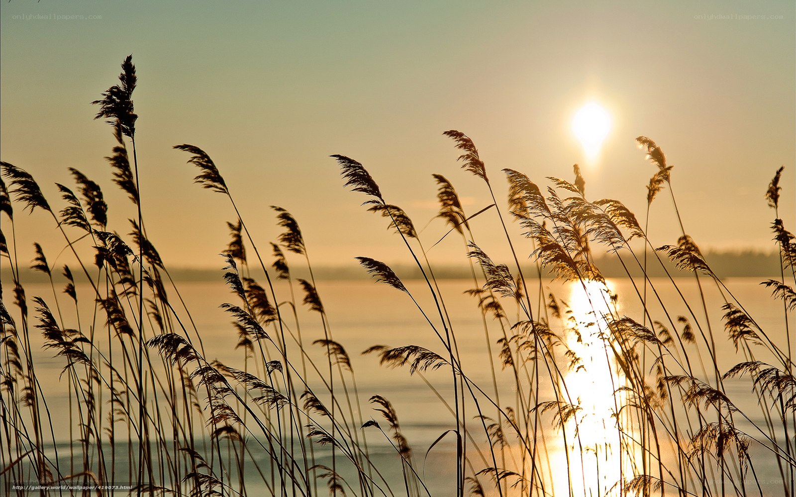 Sunset over reeds by the water