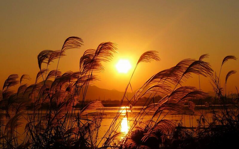 Sunset over Reeds — Orange, Serene