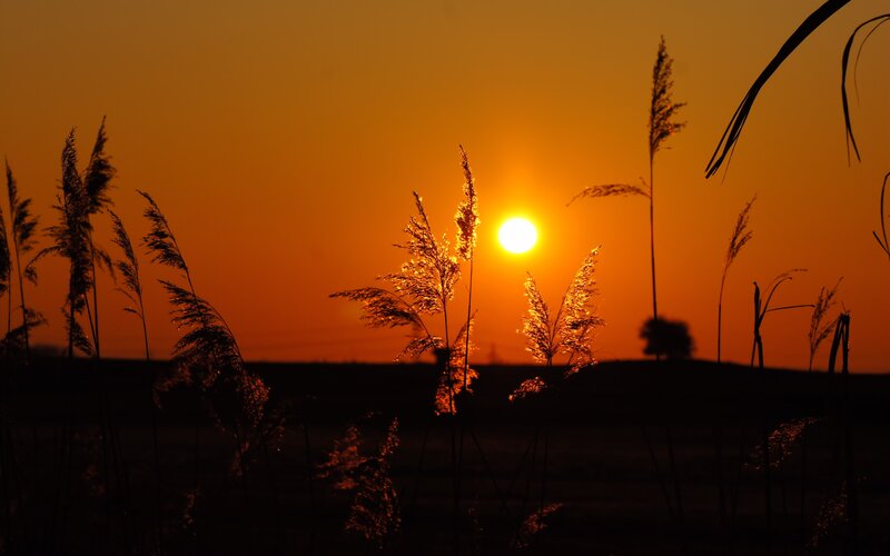 Sunset over Reeds — Orange