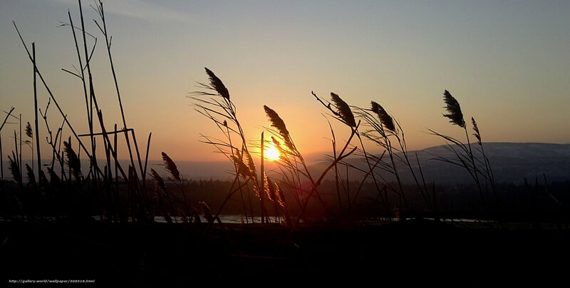 Sunset over reeds silhouette
