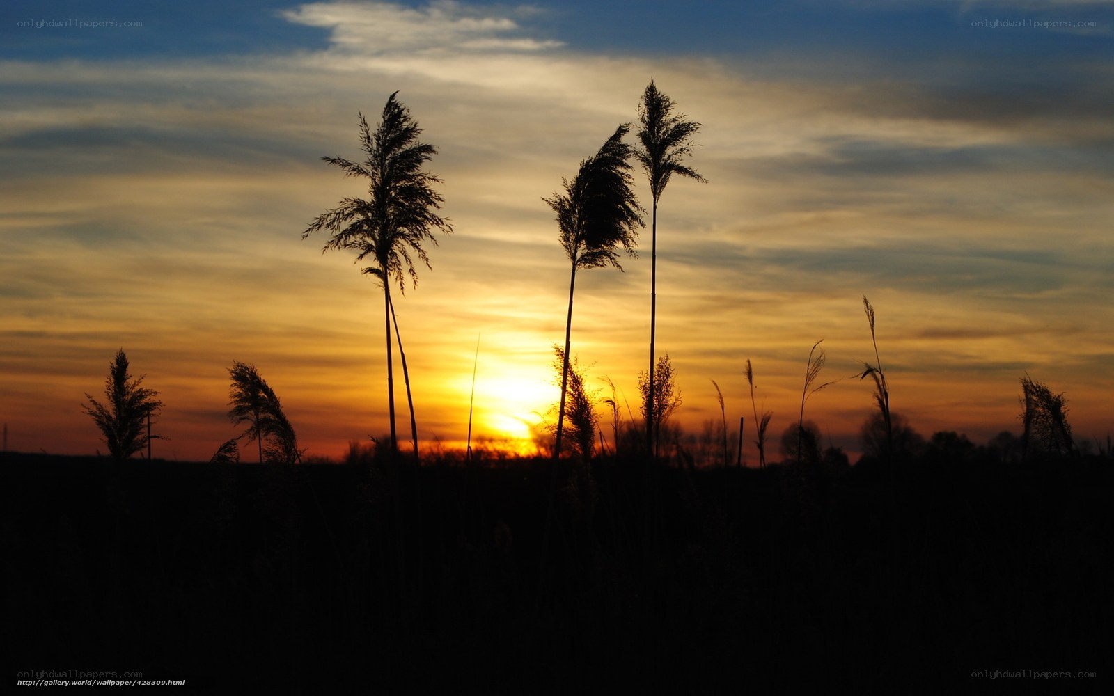 Sunset over reeds silhouette