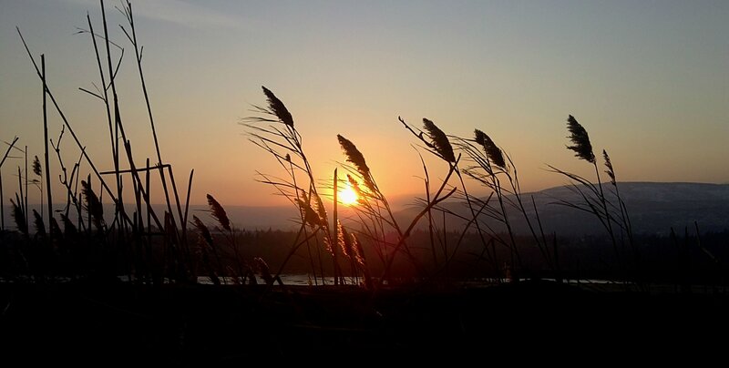 Sunset over reeds silhouette