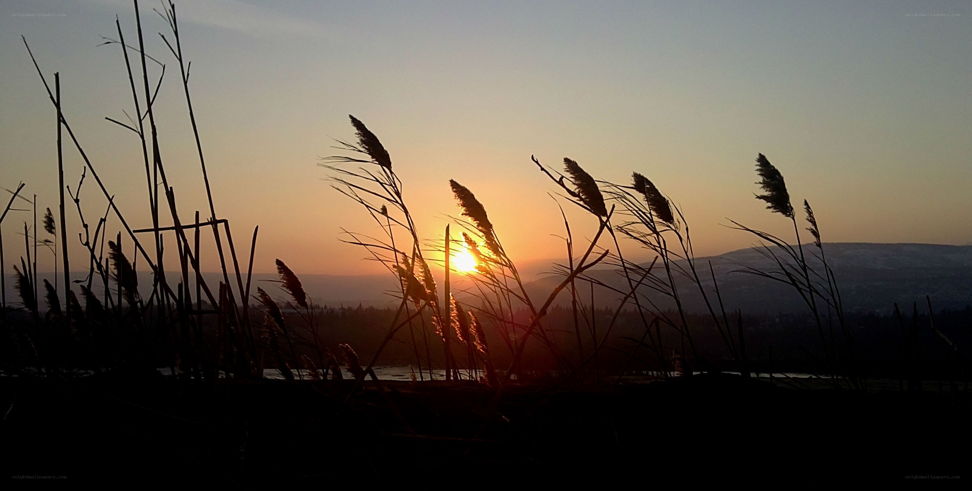 Sunset over reeds silhouette