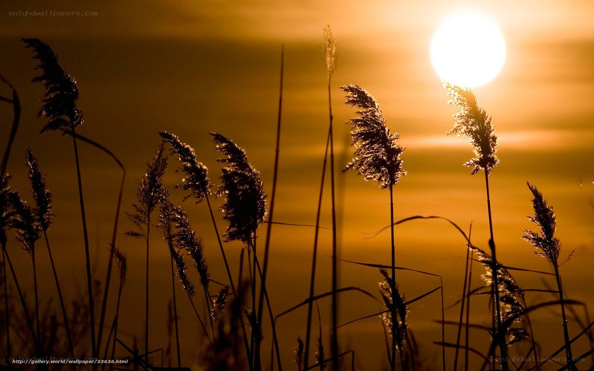 Sunset over reeds
