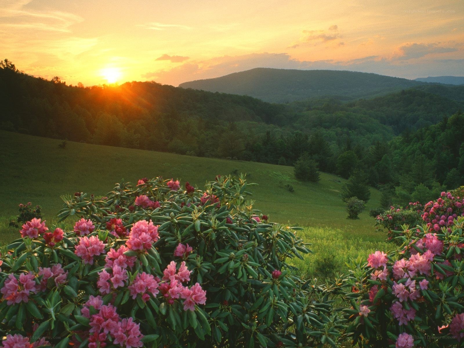 Sunset over Rhododendron Valley