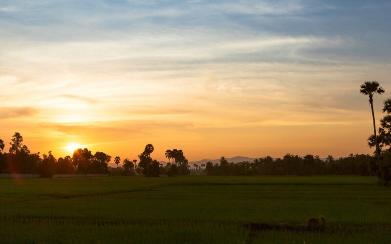 Sunset over rice fields