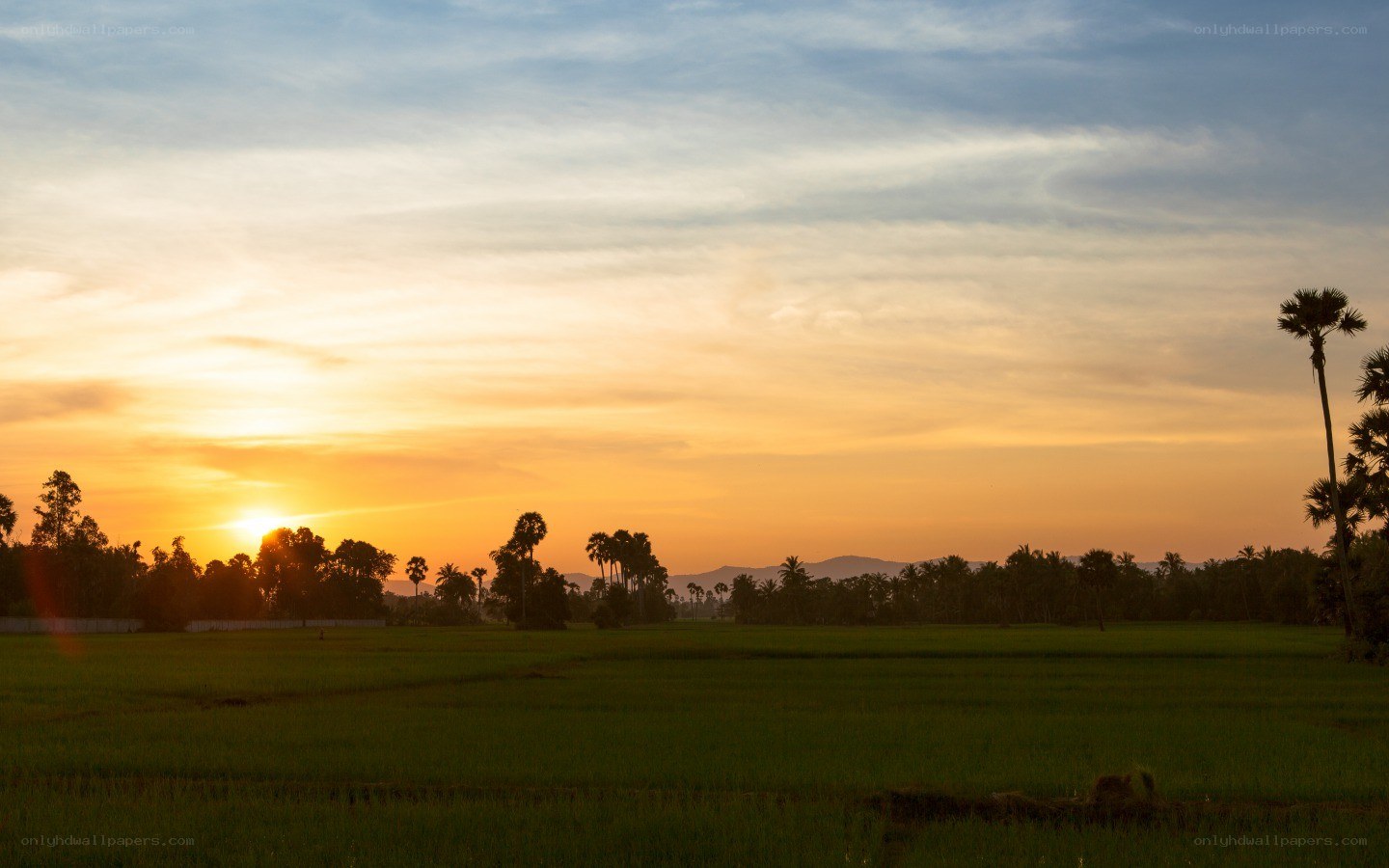 Sunset over rice fields