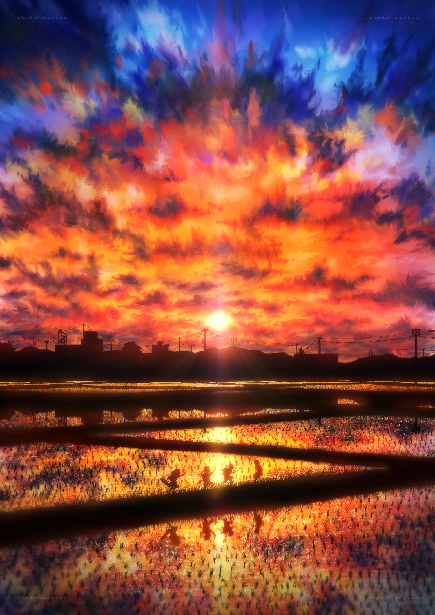 Sunset over rice fields