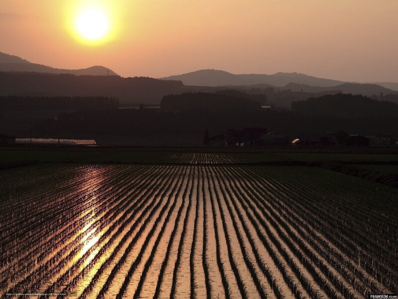 Sunset over rice fields