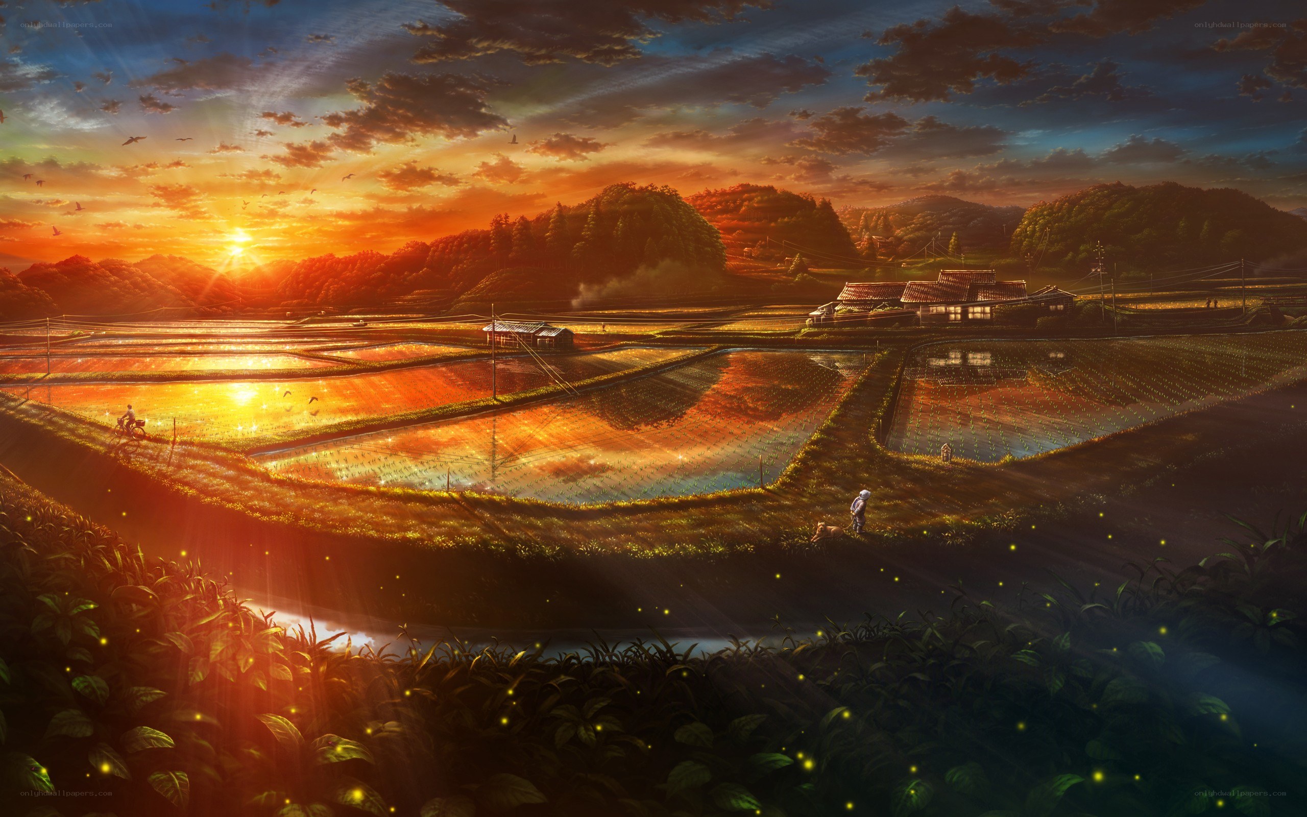 Sunset over rice paddies