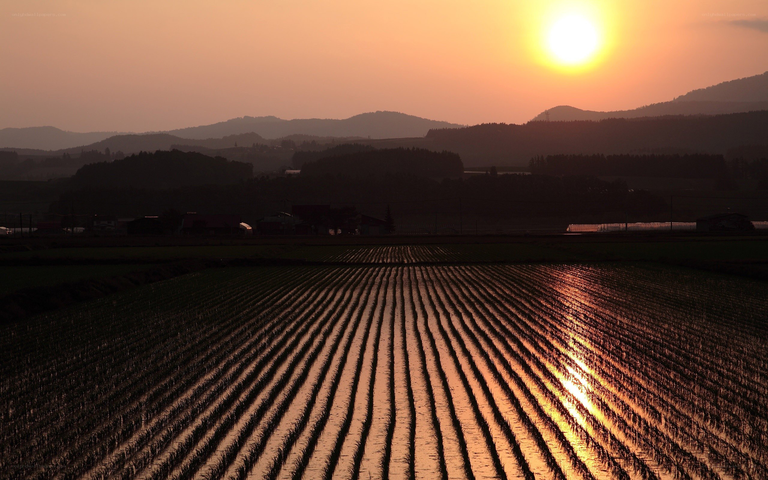 Sunset over rice paddies