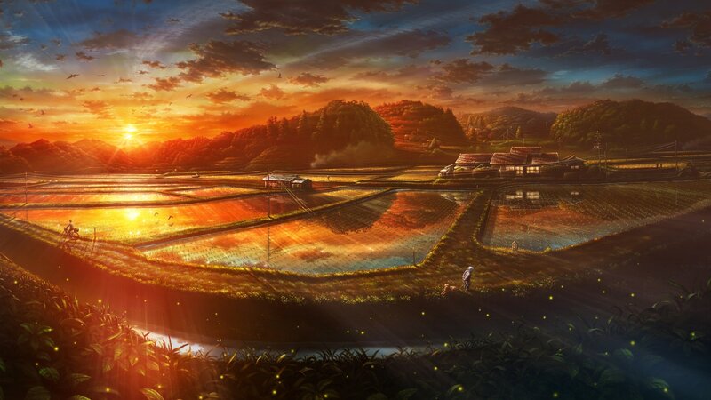 Sunset over rice paddies