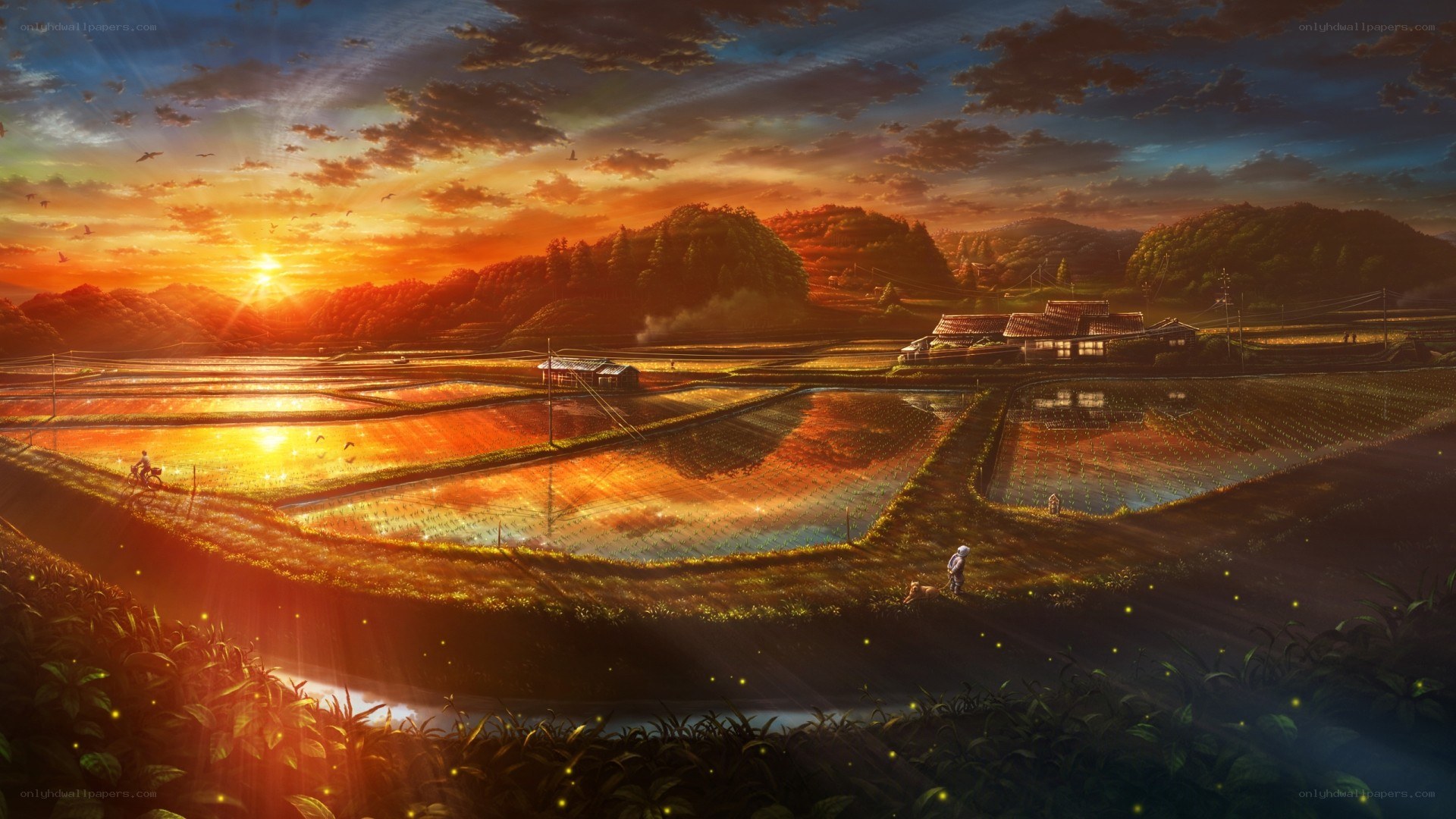 Sunset over rice paddies