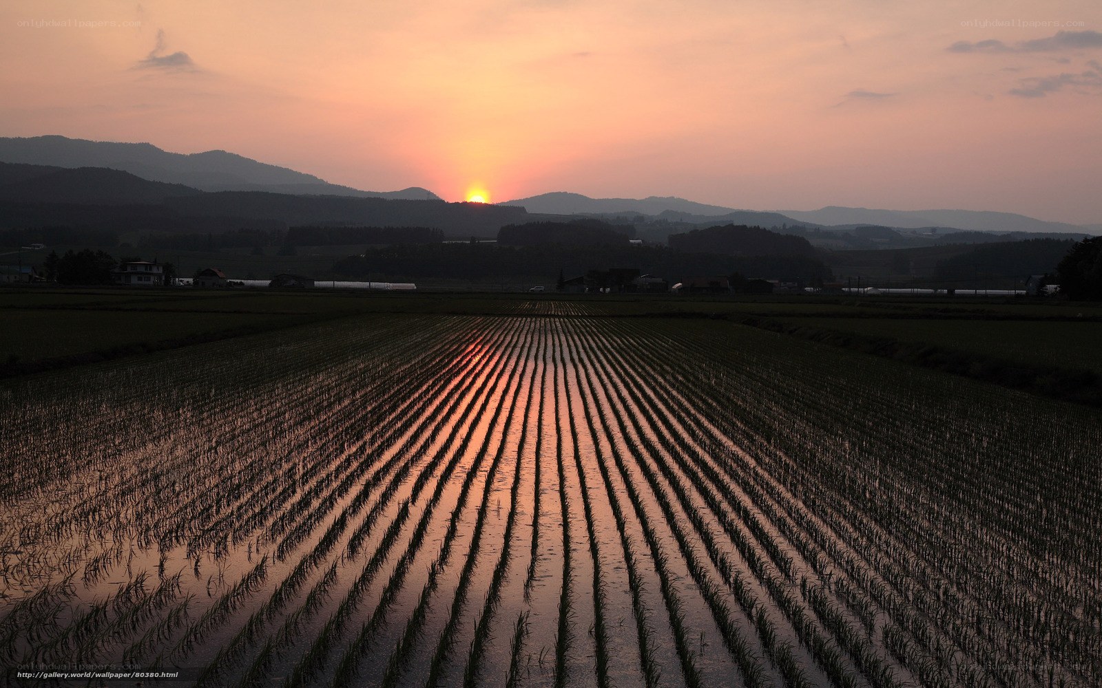 Sunset over rice paddies