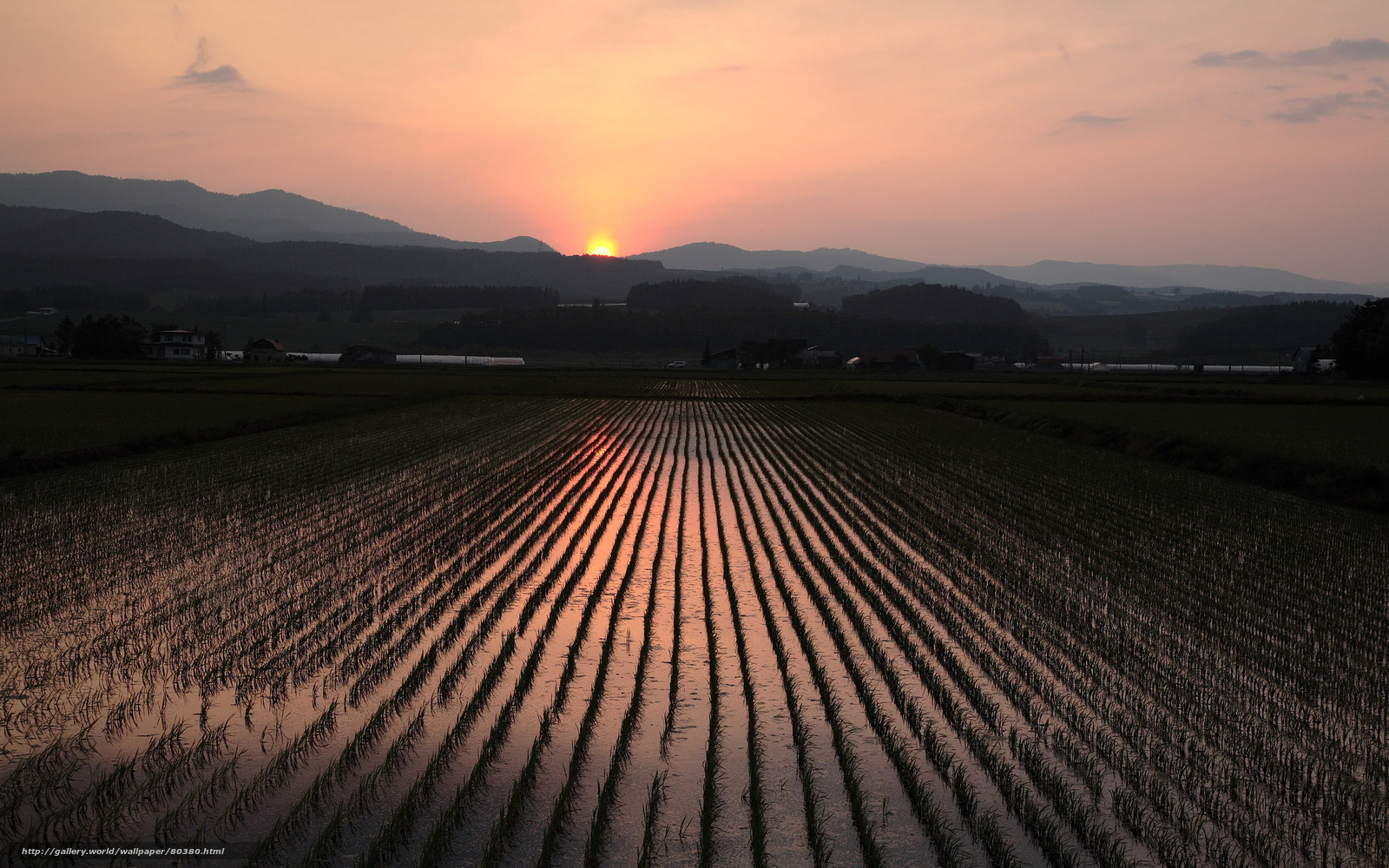 Sunset over rice paddies