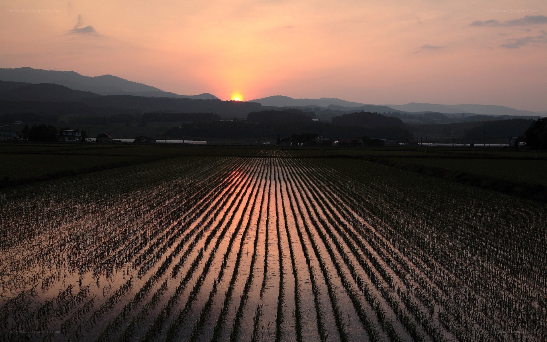 Sunset over rice paddies