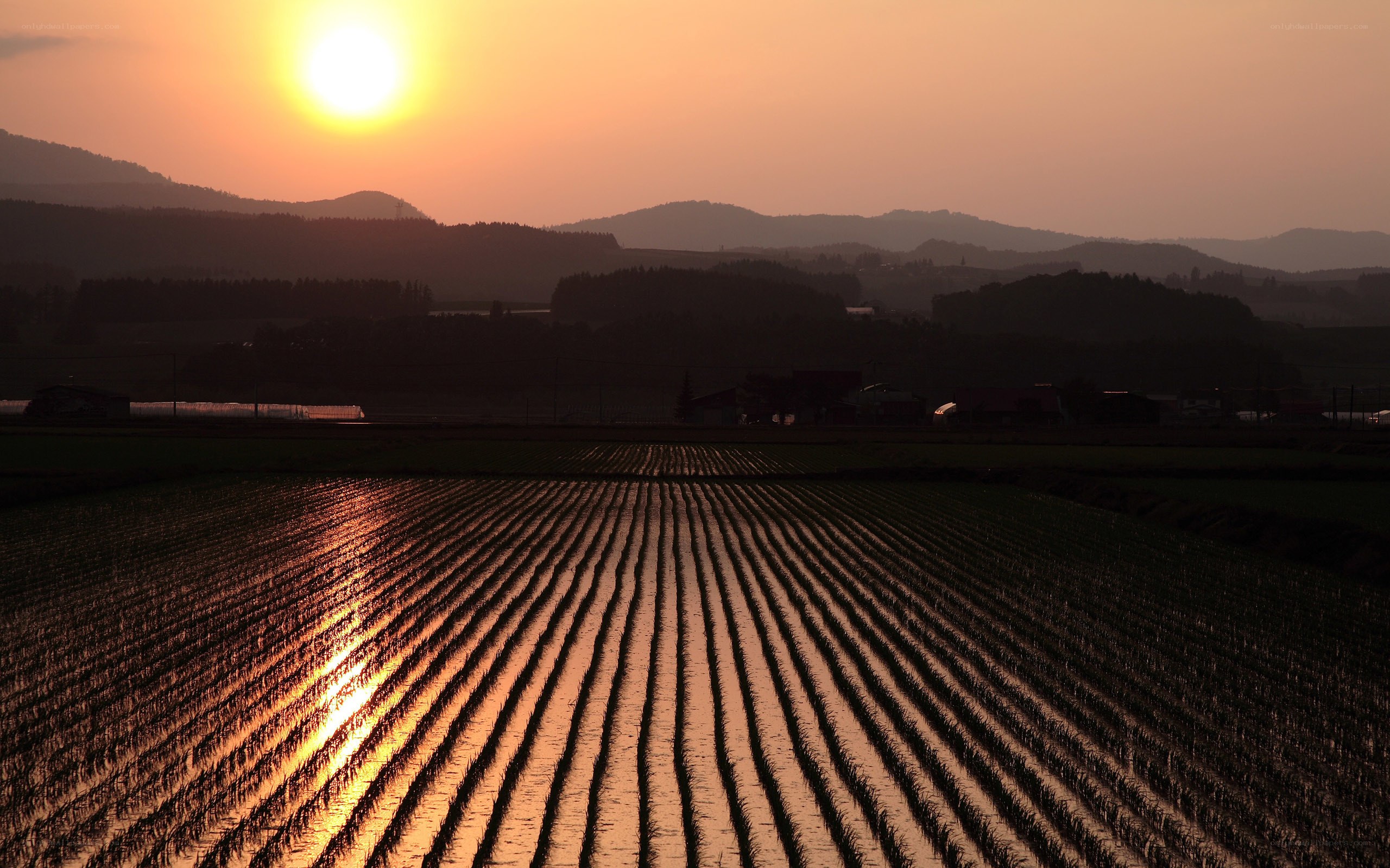 Sunset over rice paddies