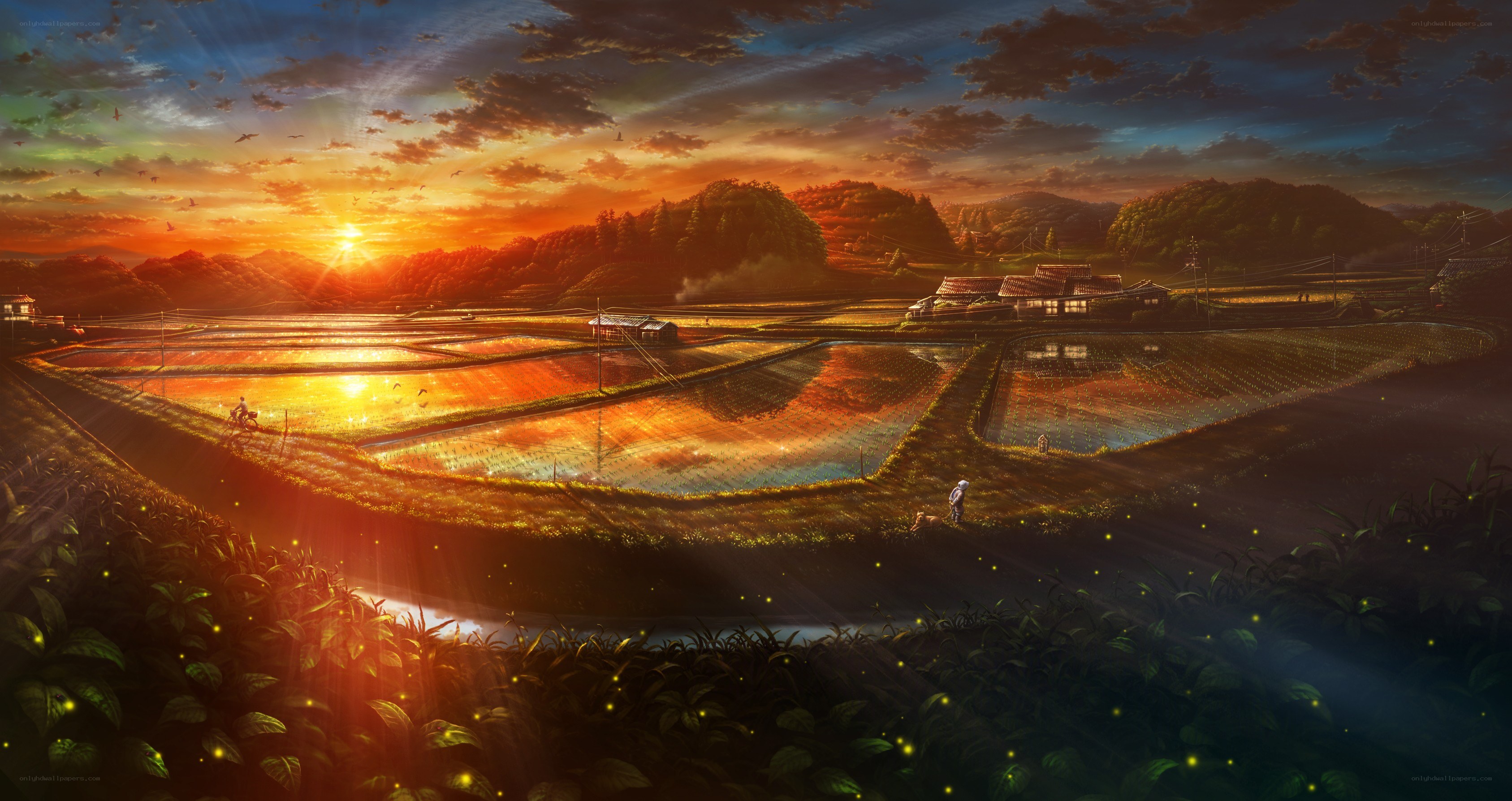 Sunset over rice paddies