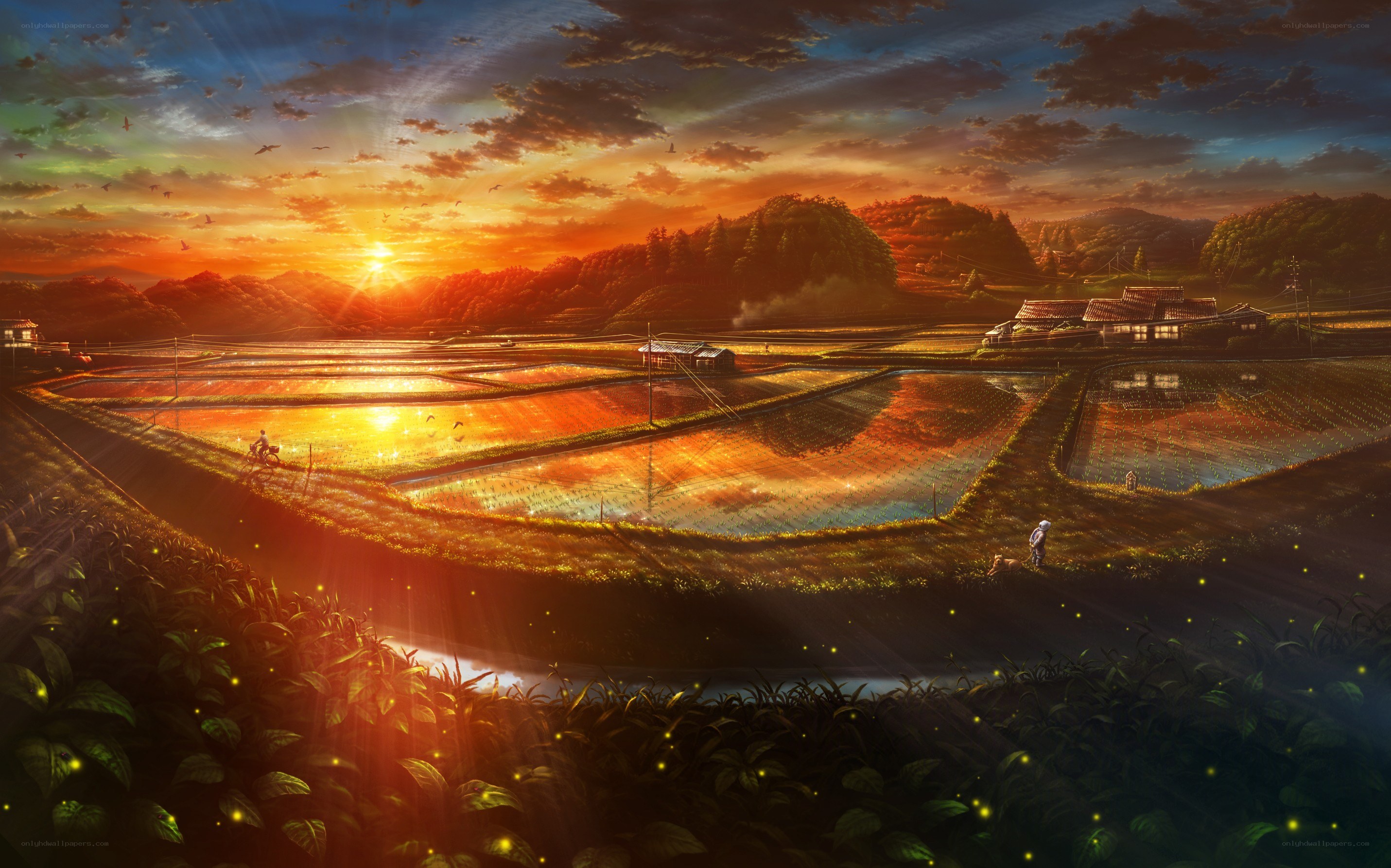 Sunset over rice paddies