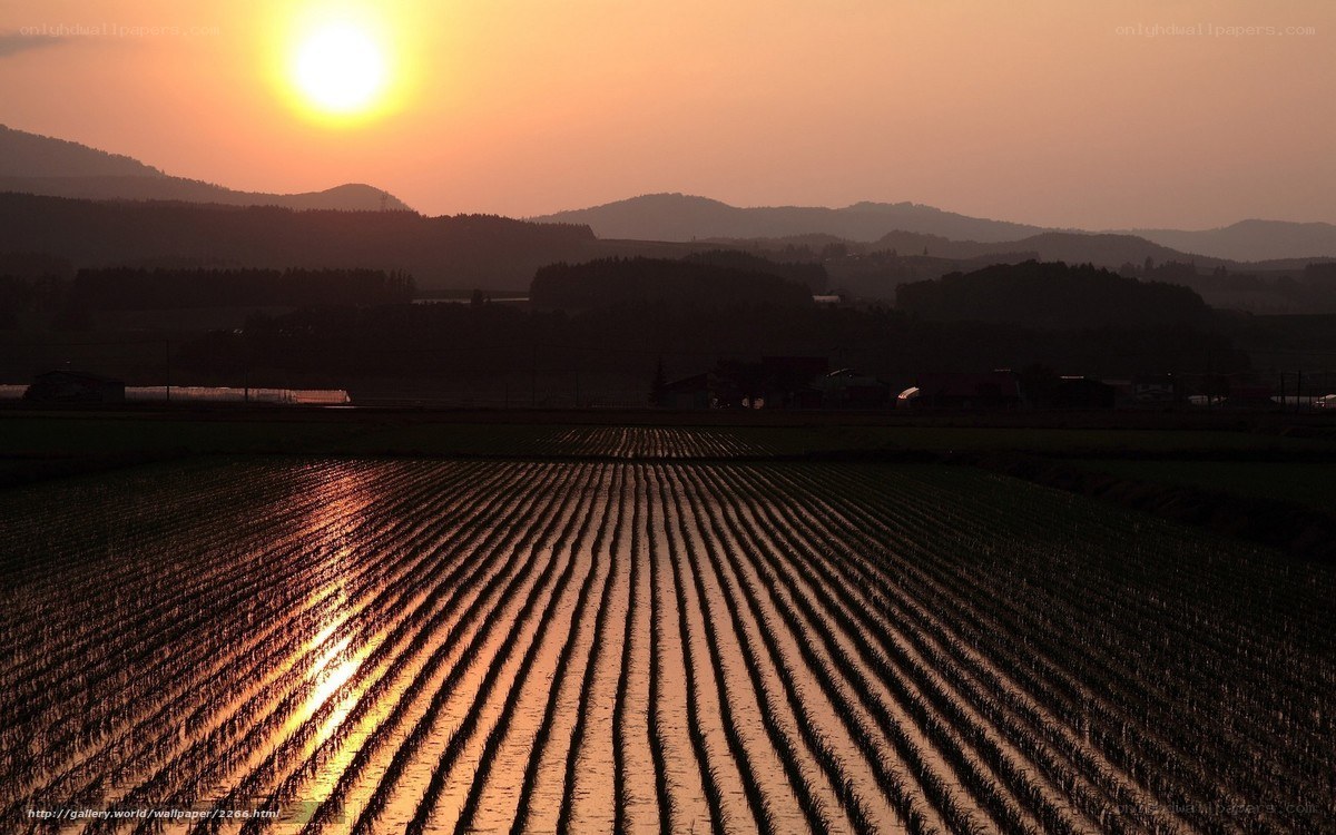 Sunset over rice paddies