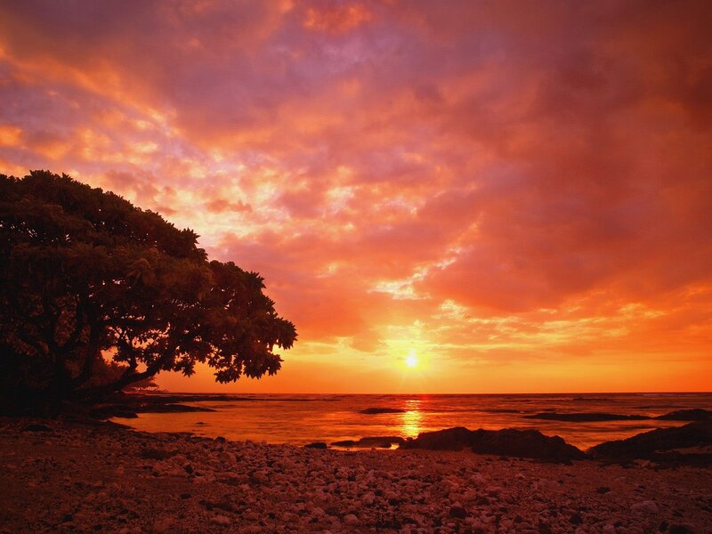 Sunset over Rocky Beach — Orange, Dramatic, Photograph, Tree, Ocean