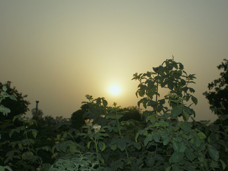 Sunset over rose bushes