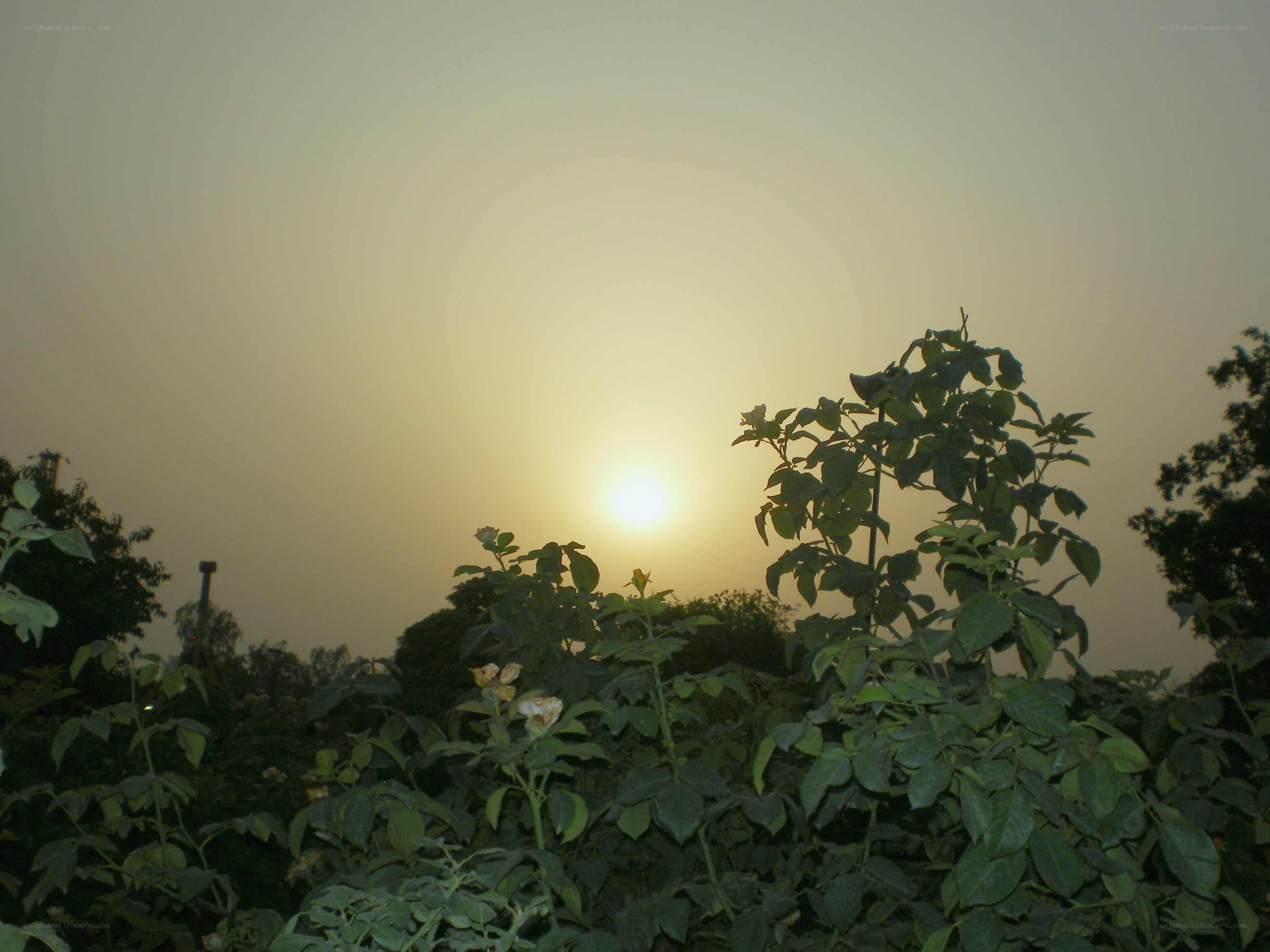 Sunset over rose bushes