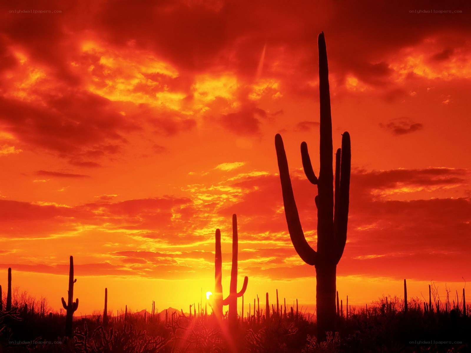 Sunset over saguaro cacti