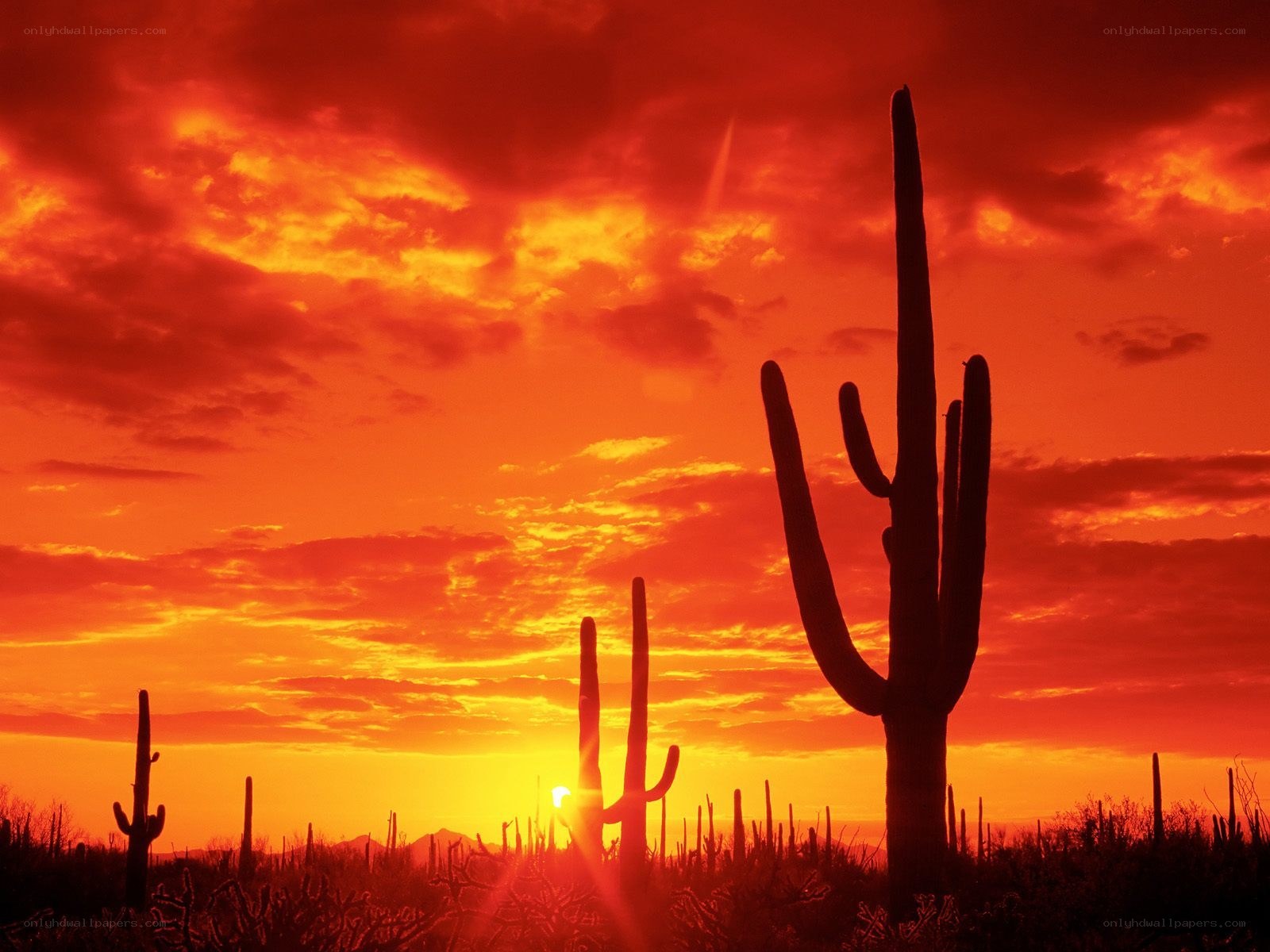 Sunset over saguaro cacti