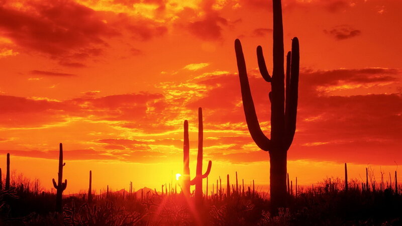 Sunset over saguaro cacti