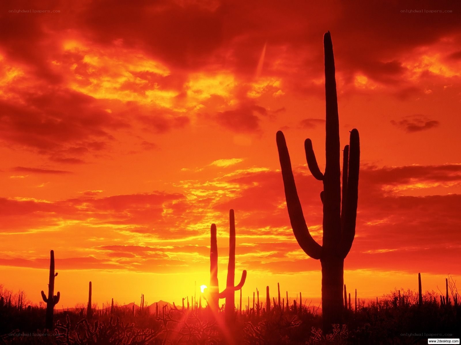 Sunset over saguaro cacti
