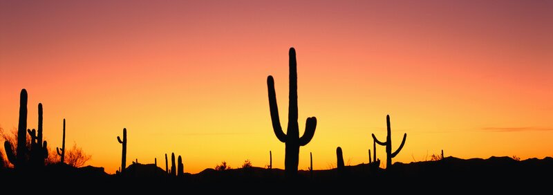 sunset over saguaro cacti