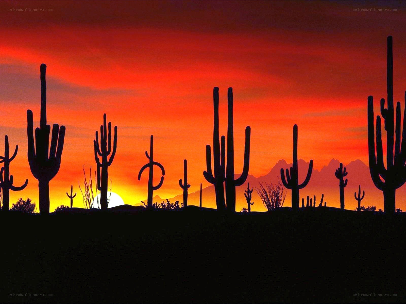 sunset over saguaro cacti